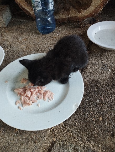 Elbląg Witam, szukam dla przemiłych puszystych kuleczek kochającego domu, osób które naprawdę pokochają i dadzą ciepły