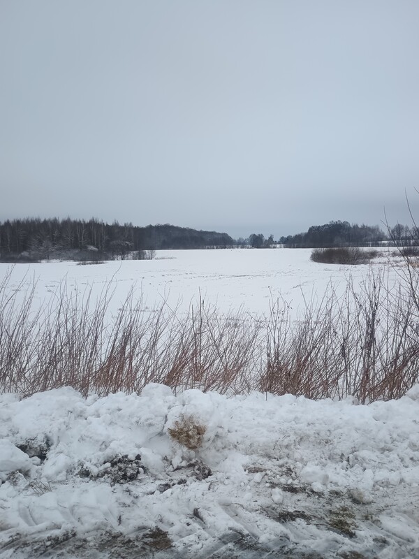Elbląg Sprzedam 20 hektarów gruntów rolnych położonych we wsi Ząbrowiec gmina Godkowo powiat elbląski. Większość