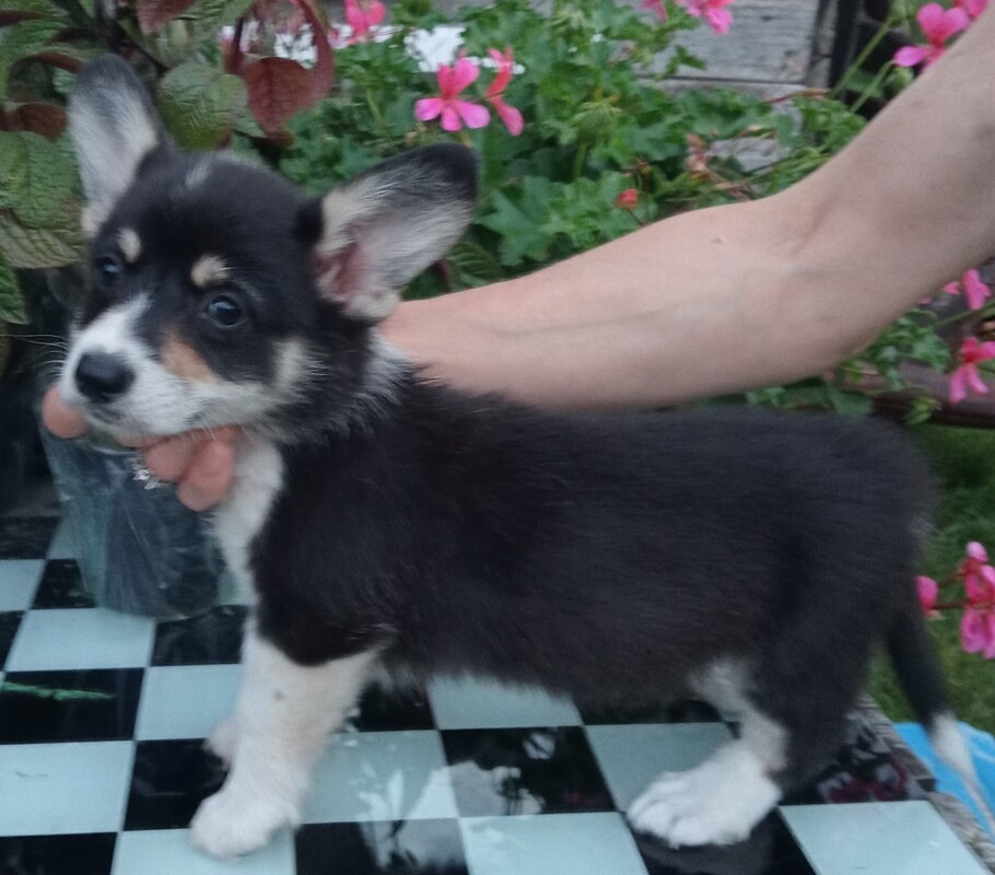Elbląg SZCZENIĘTA WELSH CORGI PEMBROKE ZKwP, zarejestrowana hodowla Agila Vulpes corgi elbląskie. Szukamy najlepszych