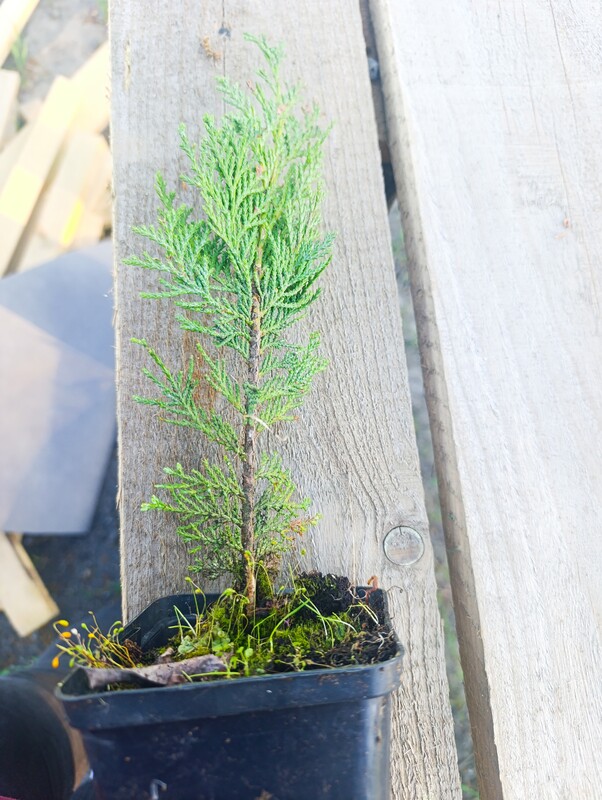Elbląg Sprzedam cyprysik lawsona odmiany Columnaris. Sadzonki mają ok 20-30 cm. Posiadam ponad 100 sztuk. Podana cena