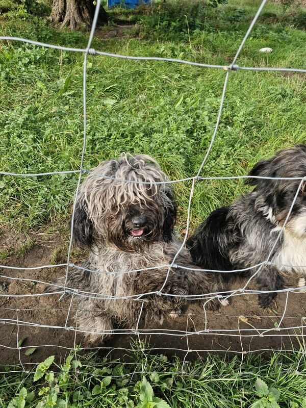 Elbląg Witam, Dwa mlode nieduże pieski ( roczne) szukają kochających domow (najlepiej na wsi ale w mieście tez sie