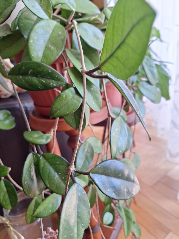Elbląg Sprzedam kwitnącą hoję (Hoya) w doniczce, około 3 -letnią, Roślina zdrowa, zadbana i regularnie kwitnąca.
