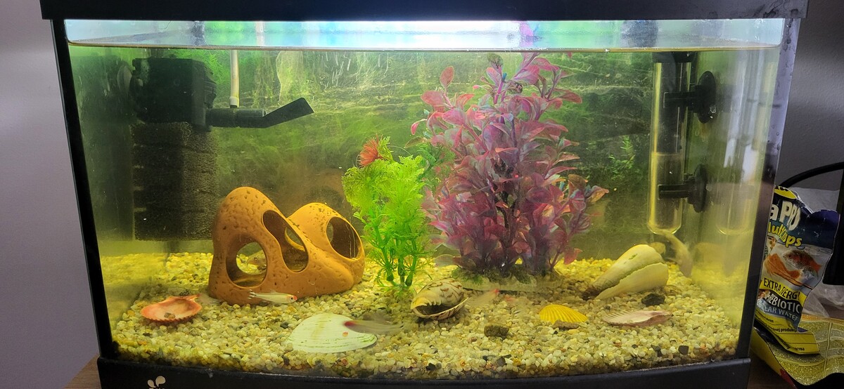 Elbląg Sprzedam akwarium 25l razem z kompletnym wyposażeniem oraz rybkami. Możliwy dowóz na terenie Elbląga po