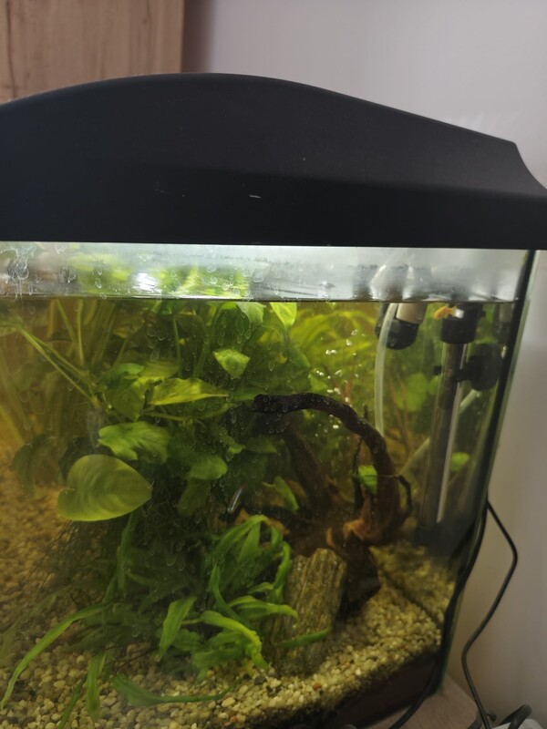 Elbląg Akwarium 112l z pokrywą
Filtr fluval 207
Grzałka Aquael
Napowietrzacz
Z życia: 4 gurami, 2 glonojady, 4