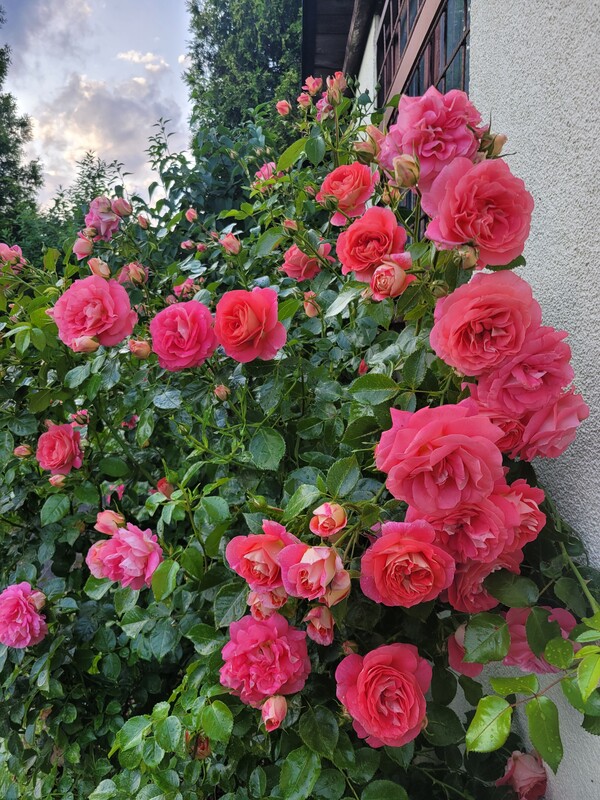 Elbląg Sprzedam zadbaną działkę ogrodniczą w ROD BRATEK 500 m2 (prąd + woda)