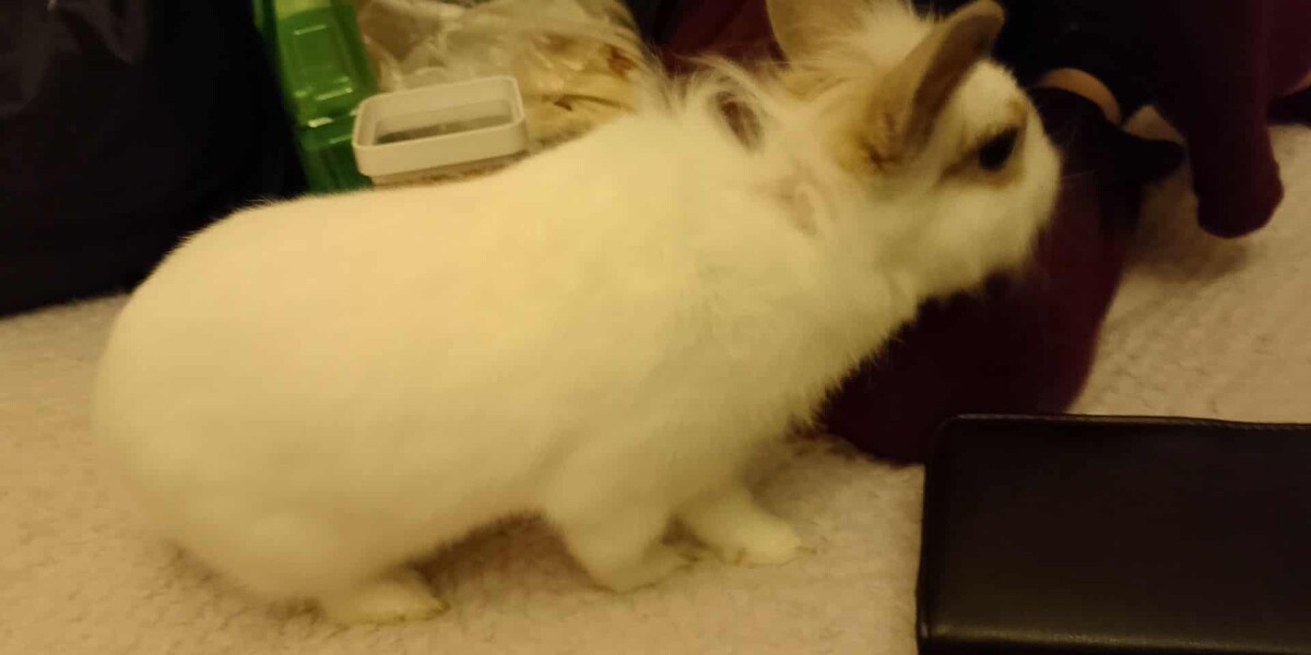 Elbląg Witam mam do oddania dwa króliki samiczki jedna ma roczek a druga 6 miesięcy