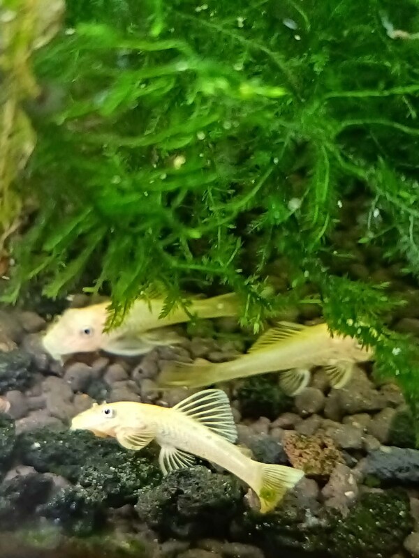Elbląg Sprzedam zbrojniki L144 młode, 2-4 cm. Jest to nadwyżka z własnego akwarium. Cena za sztukę. Nie wysyłam ryb.