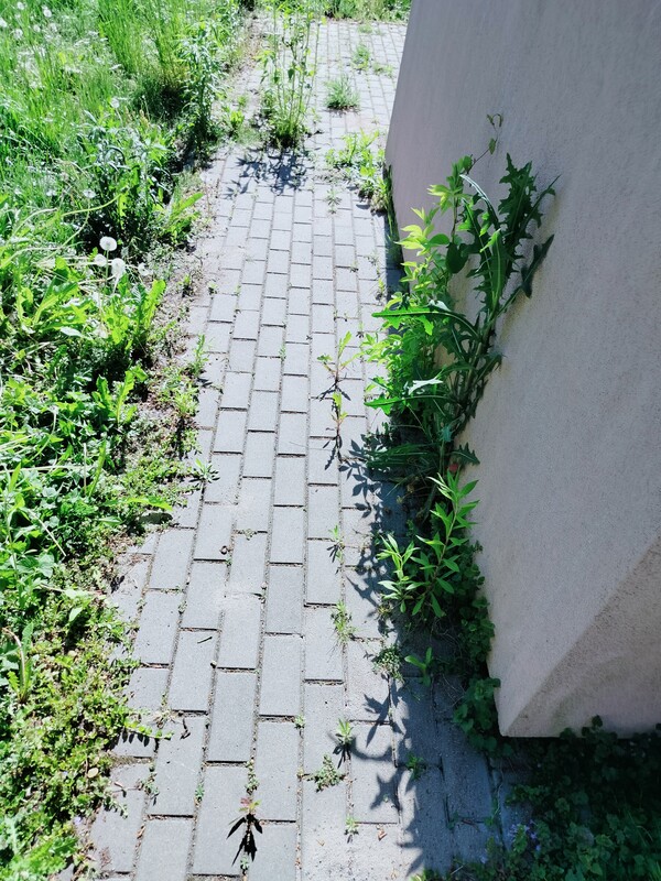 Elbląg Pranie tapicerki, wnoszenie materiałów budowlanych sprawnie i solidnie.
