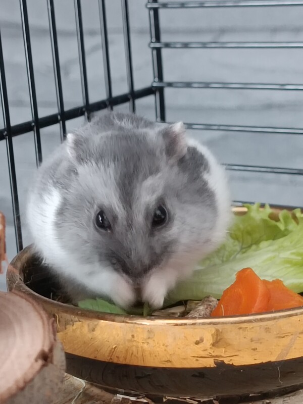 Elbląg Sprzedam, małego uroczego chomika dżungarskiego. Jest zdrowy, zadbany i bardzo ruchliwy. Ma mięciutkie szare