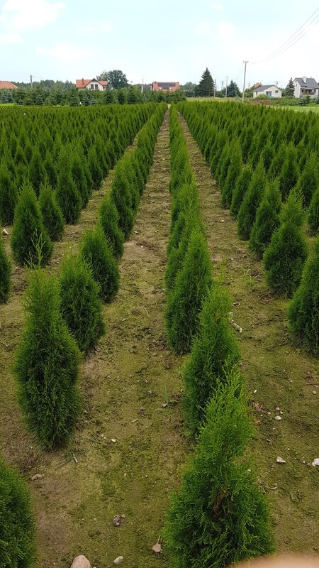 Elbląg Jesienna promocja!!!THUJA SMARAGD OD PRODUCENTA - Myślęcin koło Elblaga. Thuje dostępne w różnych rozmiarach od