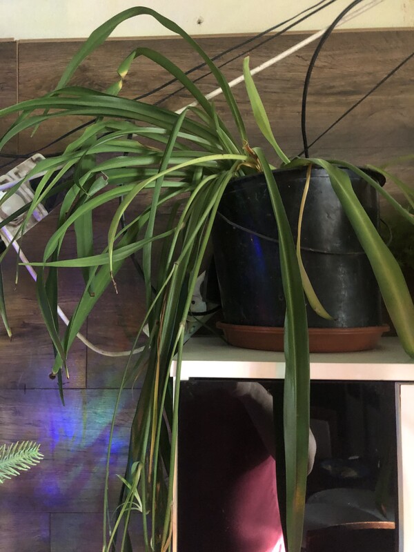 Elbląg Witam mam kwiatki