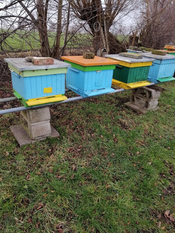 Elbląg Sprzedam 15 uli wielkopolskich z rodzinami pszczelimi.