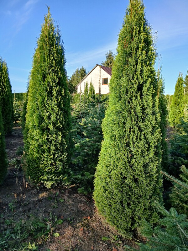 Elbląg Sprzedam tuje szmaragd wysokość 250 cm. Tuje rosną w ziemi i wykopywane są po wcześniejszym wyborze i umówieniu