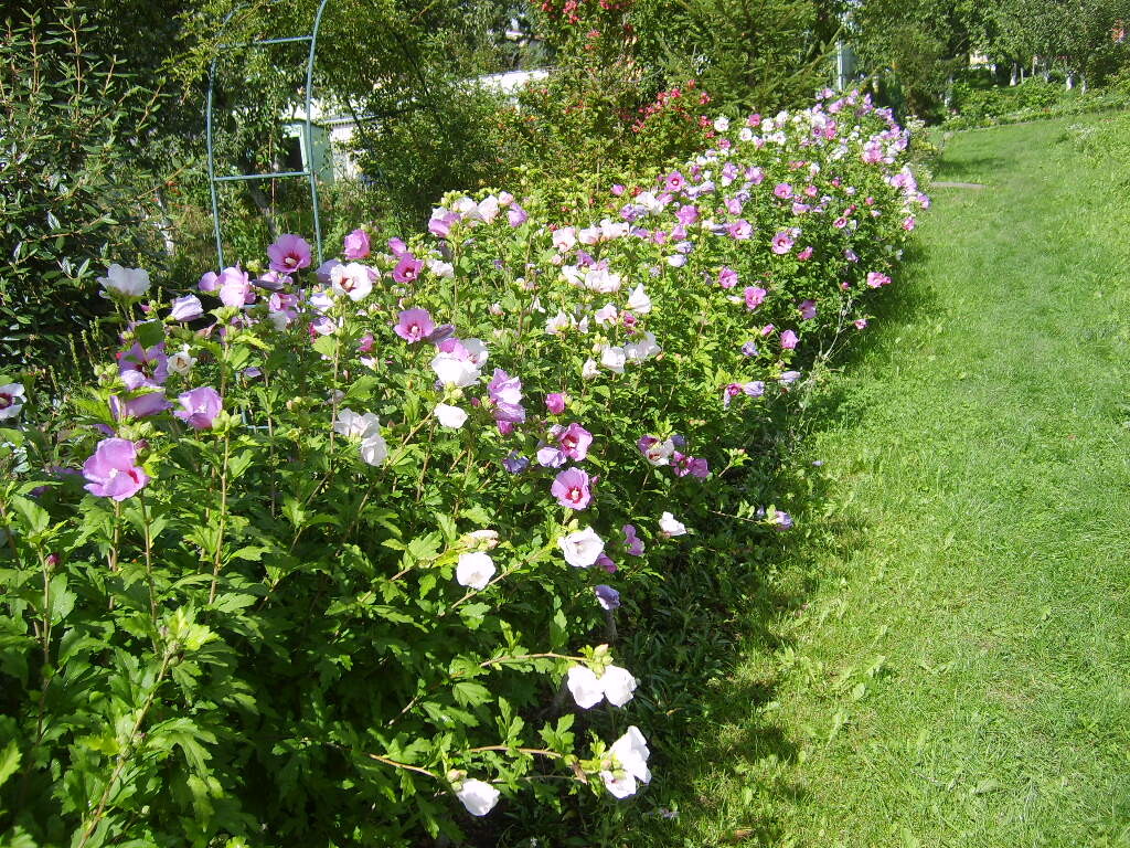 Elbląg krzewy hibiskusa wys ok.1 m, wybór koloru losowy biały lub różowy - odbiór osobisty Elbląg i okolice - nie