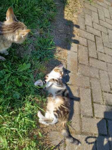 Elbląg Oddam piękną kotkę w dobre ręce. Znaleziona przy drodze, na chwilę obecną jest wykąpana i podałam jej cestal