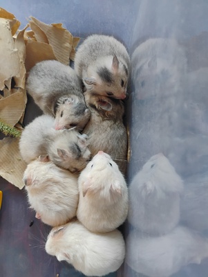 Elbląg Chomik syryjski w wieku 1 miesiąca, posiadam 7 sztuk różnej płci, oddam za kawę lub 20 zl