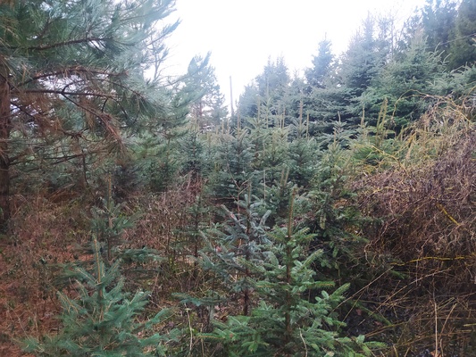 Elbląg Sprzedam choinki. Oferuję na sprzedaż świeże, zielone choinki świąteczne. Drzewka są wysokiej jakości, dobrze