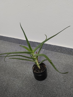Elbląg Sprzedam aloes.