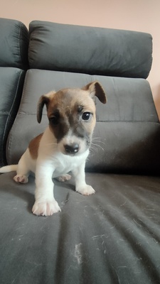 Elbląg Pieski Jack Russell terrier oddam w dobre ręce za karmę o wartości 300zl pieski mają 10tyg jeden piesek u jedna