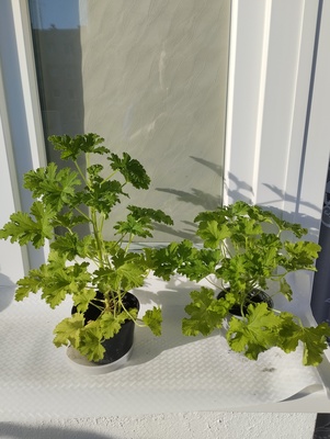 Elbląg Sprzedam anginkę-geranium. Cena 20 zł za sztukę. Ta roślinka ma właściwości m. in. przeciwzapalne,