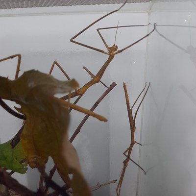 Elbląg Oddam patyczaki za darmo.