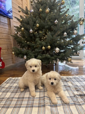 Elbląg Oddam w dobre ręce owczarki podhalańskie bez rodowodu. Pieski urodziły się 23 października.