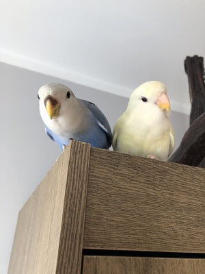 Elbląg Sprzedam młode papugi nierozłączki z powodu choroby są oswojone