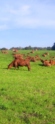 Elbląg Sprzedam bydło odsadki cena 23 zł za kilogram 10 sztuk zapraszam do kontaktu pod numerem telefonu