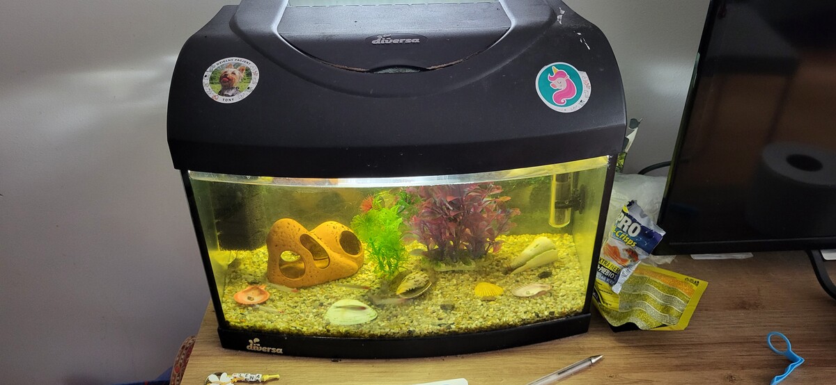 Elbląg Sprzedam akwarium 25l razem z kompletnym wyposażeniem oraz rybkami. Możliwy dowóz na terenie Elbląga po