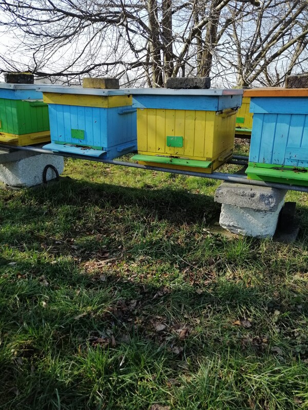 Elbląg Sprzedam 15 uli wielkopolskich z rodzinami pszczelimi.