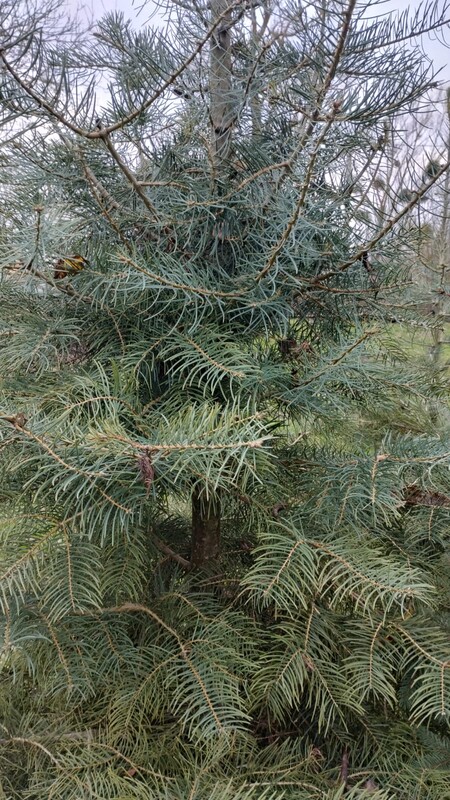 Elbląg Witam mam na sprzedaż choinki na święta, drzewka rosną od początku w doniczkach w ziemi. Są to drzewka Świerk