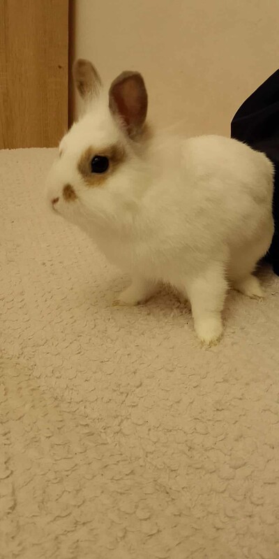 Elbląg Witam mam do oddania dwa króliki samiczki jedna ma roczek a druga 6 miesięcy