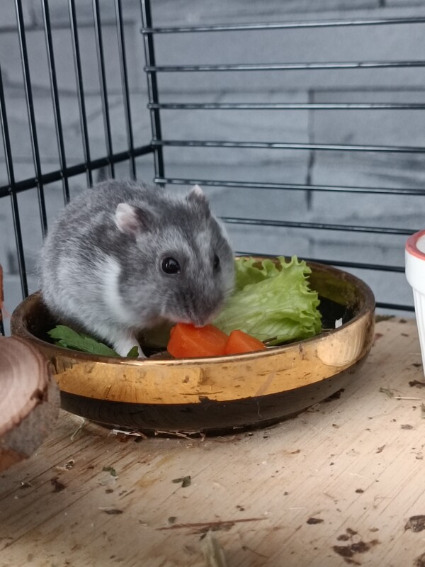 Elbląg Sprzedam, małego uroczego chomika dżungarskiego. Jest zdrowy, zadbany i bardzo ruchliwy. Ma mięciutkie szare