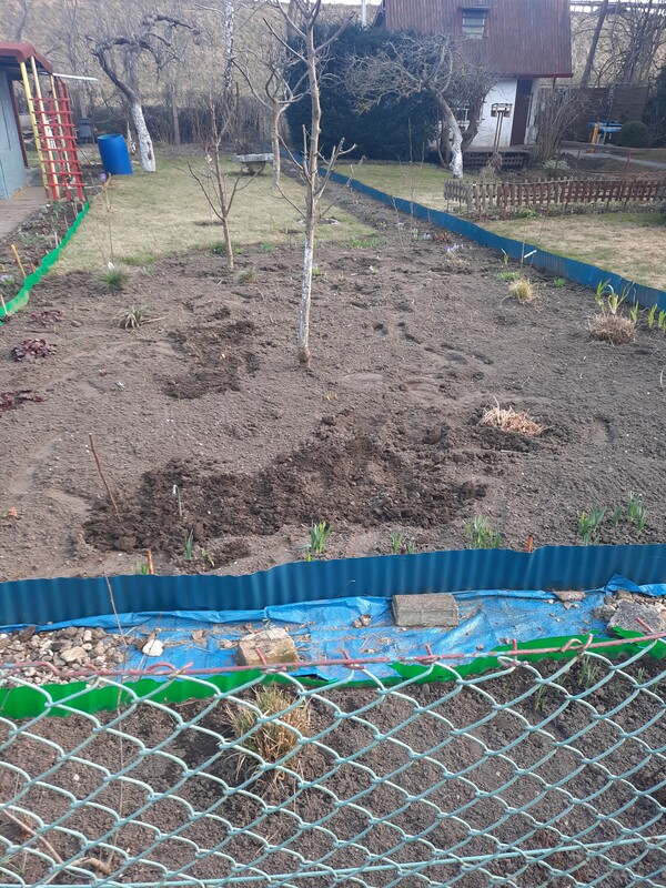 Elbląg Sprzedam działkę rod im. Kopernika na ul. Debowej, o powierzchni 300m², murowana altanka, wiata pod grilla