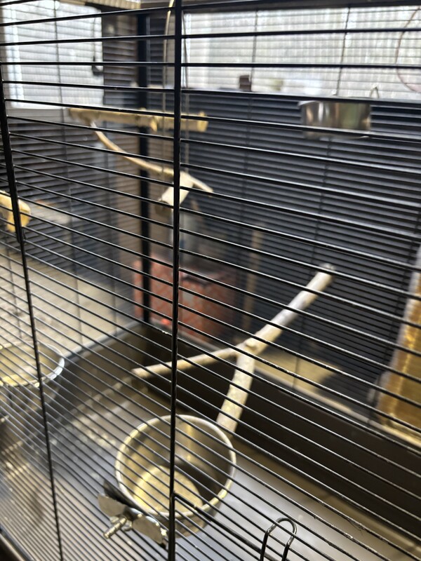 Elbląg Sprzedam klatkę dla papug. Wymiary: długość 1m, szerokość 55 cm, wysokość 85 cm. Stan bardzo dobry. Cena do