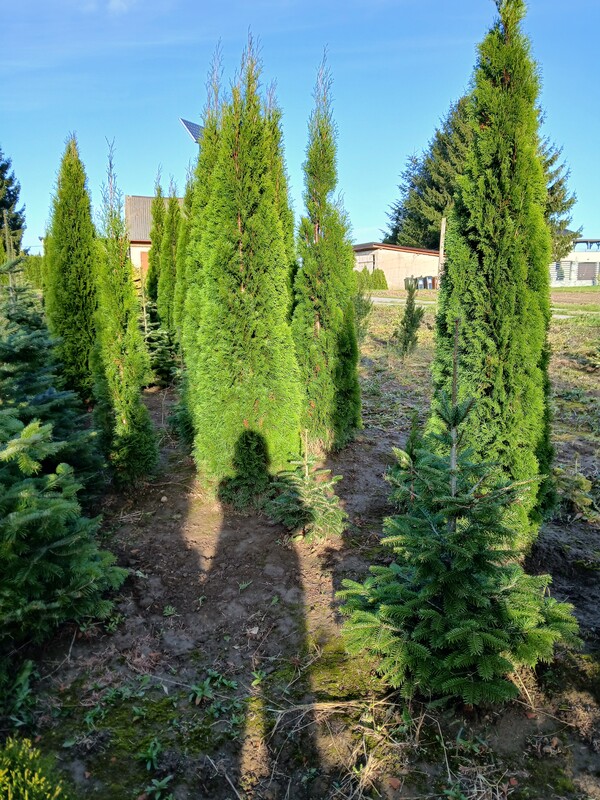 Elbląg Sprzedam tuje szmaragd wysokość 250 cm. Tuje rosną w ziemi i wykopywane są po wcześniejszym wyborze i umówieniu