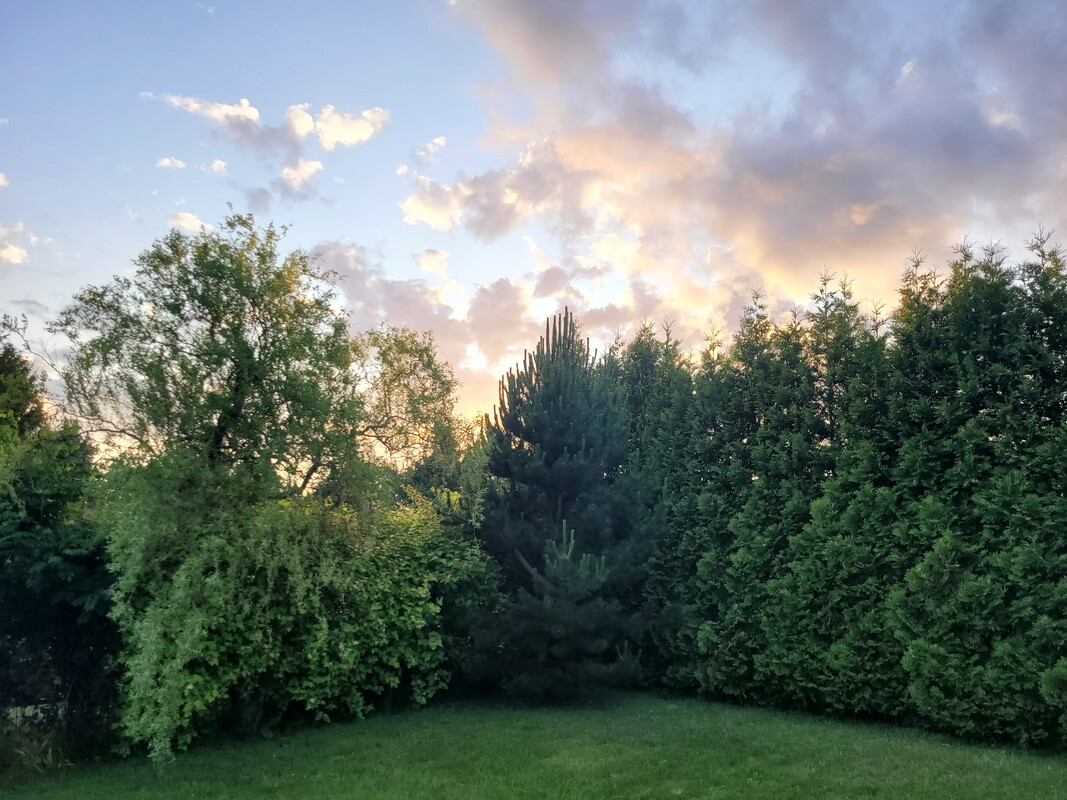 Elbląg Sprzedam zadbaną działkę ogrodniczą w ROD BRATEK 500 m2 (prąd + woda)