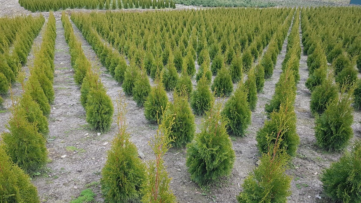 Elbląg Jesienna promocja!!!THUJA SMARAGD OD PRODUCENTA - Myślęcin koło Elblaga. Thuje dostępne w różnych rozmiarach od