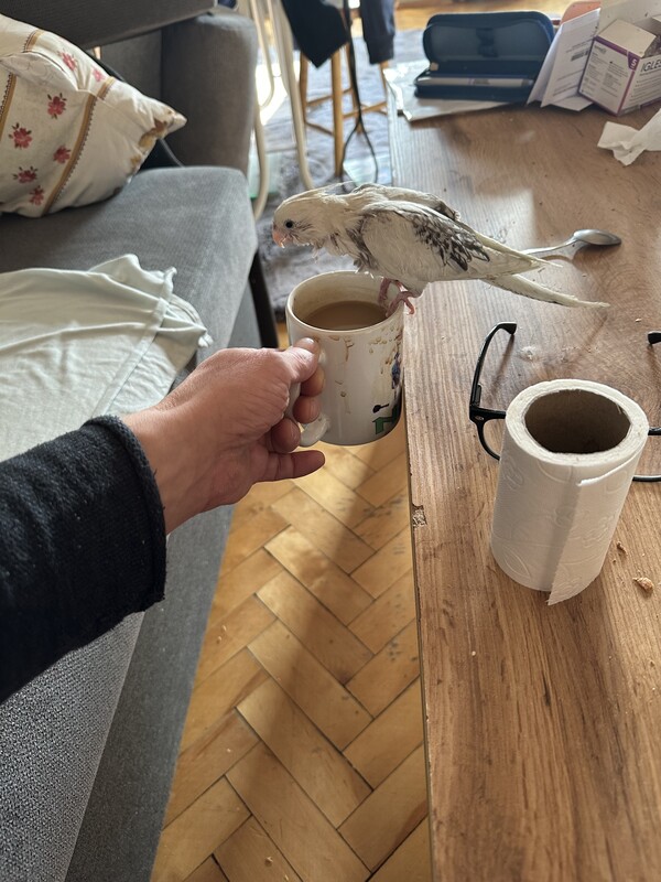 Elbląg Sprzedam półroczną papugę nimfę z powodu choroby jest oswojona reaguje na imię uczy się szybko lubi towarzystwo
