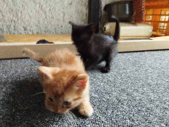 Elbląg Witam, szukam domu dla 2 braci czarnych kocurków. Kociaki mają 2,5 miesiąca, korzystają z kuwety, są