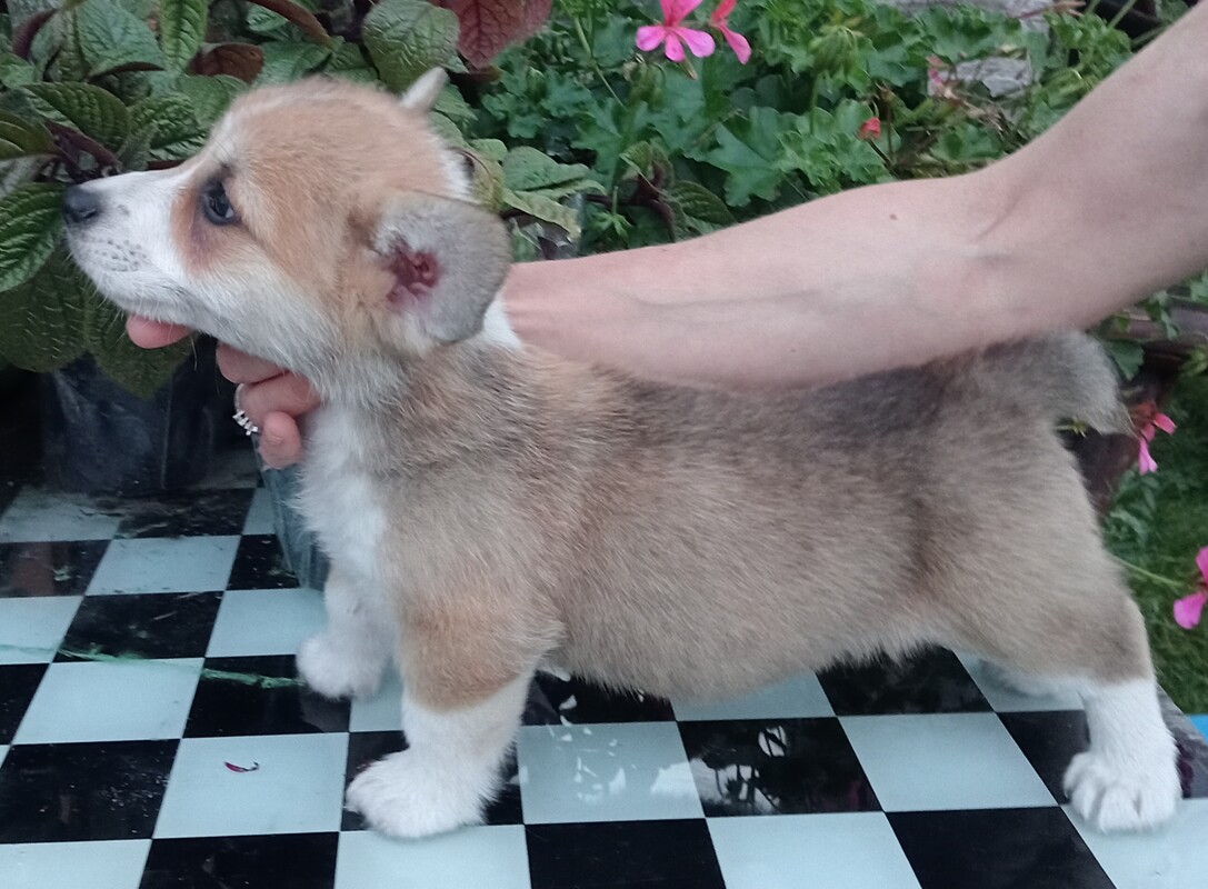 Elbląg SZCZENIĘTA WELSH CORGI PEMBROKE ZKwP, zarejestrowana hodowla Agila Vulpes corgi elbląskie. Szukamy najlepszych