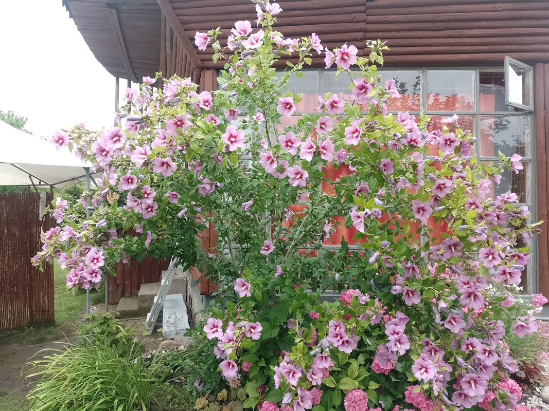 Elbląg Sprzedam piękną działkę rekreacyjna idealne miejsce na odpoczynek.