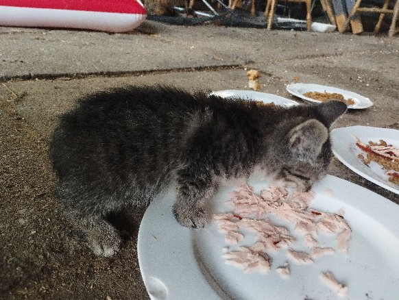 Elbląg Witam, szukam dla przemiłych puszystych kuleczek kochającego domu, osób które naprawdę pokochają i dadzą ciepły