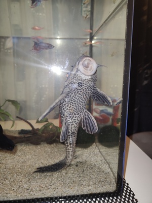 Elbląg Oddam rybki dwa glonojady jeden duży ok 30cm drugi mały pilnie!!!!!