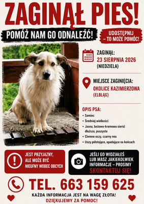 Elbląg Zaginął pies Kamel. Może ktoś widział???