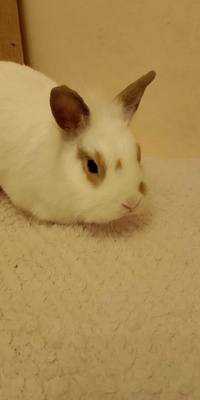 Elbląg Witam mam do oddania dwa króliki samiczki jedna ma roczek a druga 6 miesięcy