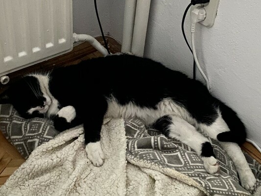 Elbląg 28 kwietnia w okolicach ulicy Rawska-niedaleko kościoła- zaginął kotek czarno- biały (kotek ma zmieniono prawe