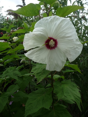Elbląg krzewy hibiskusa wys ok.1 m, wybór koloru losowy  biały lub różowy - odbiór osobisty Elbląg i okolice - nie
