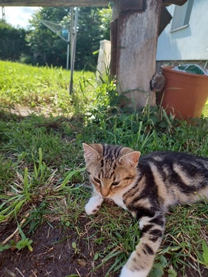 Elbląg Oddam piękną kotkę w dobre ręce. Znaleziona przy drodze, na chwilę obecną jest wykąpana i podałam jej cestal