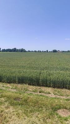 Elbląg Ziemia rolna w miejscowości Krzewsk opowierzchni 5,17 ha